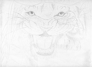 A tiger on the hunt in some foliage...